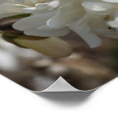 Star Magnolia Blooms Poster (Ecke)