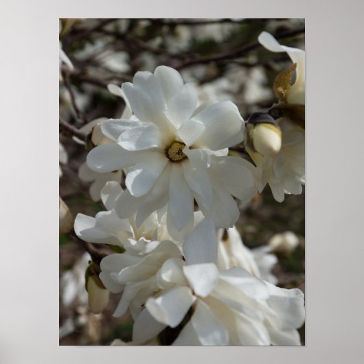 Star Magnolia Blooms Poster (Vorne)