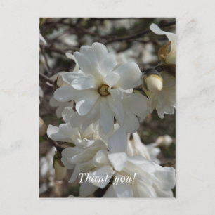 Star Magnolia Blooms Vielen Dank Postcard Postkarte