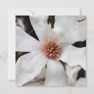 Star Magnolia Card Feiertagskarte