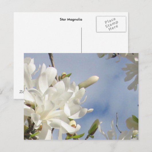 Star Magnolia Postkarte (Vorne/Hinten)