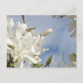 Star Magnolia Postkarte (Vorderseite)