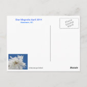 Star Magnolia Postkarte (Rückseite)