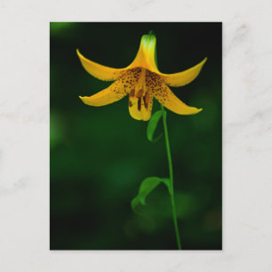 Star Pose Postkarte