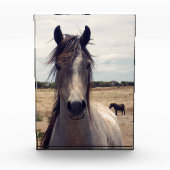 Star The Arab Pony, Fotoblock (Vorderseite)