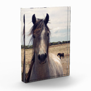 Star The Arab Pony, Fotoblock