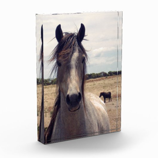 Star The Arab Pony, Fotoblock (Links)