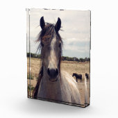 Star The Arab Pony, Fotoblock (Rechts)