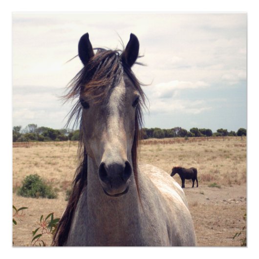 Star The Arab Pony, Fotodruck (Vorne)