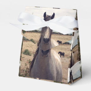 Star The Arab Pony, Geschenkbox Geschenkschachtel