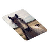Star The Arab Pony, Magnet (Rechte Seite)