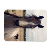Star The Arab Pony, Magnet (Horizontal)