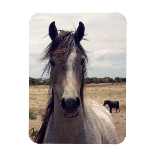 Star The Arab Pony, Magnet (Vertikal)