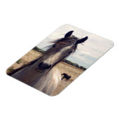 Star The Arab Pony, Magnet (Linke Seite)