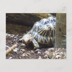 Star Tortoise Postcard Postkarte