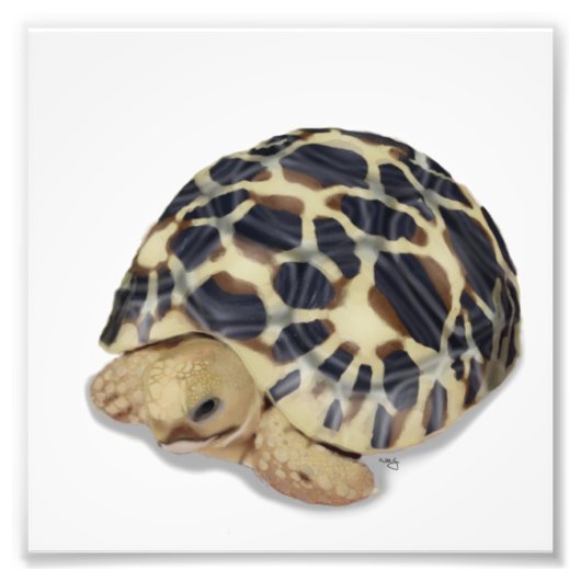 Star Tortoise Print Fotodruck (Vorne)