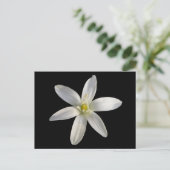 Star von Bethlehem ~ Postkarte (Stehend Vorderseite)
