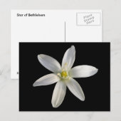 Star von Bethlehem ~ Postkarte (Vorne/Hinten)