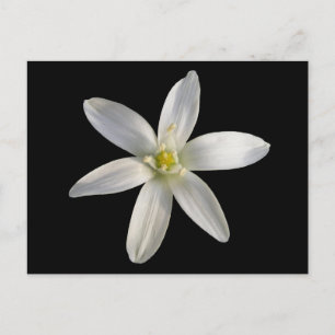 Star von Bethlehem ~ Postkarte