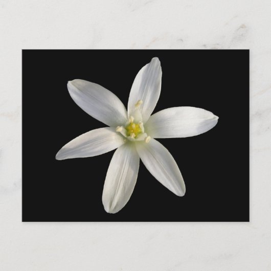 Star von Bethlehem ~ Postkarte (Vorderseite)
