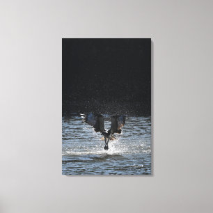 Stardust - Osprey Leinwanddruck