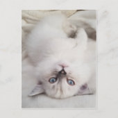 Stare Down Postkarte (Vorderseite)