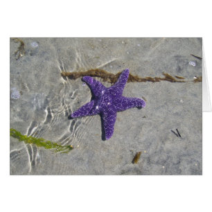 Starfish