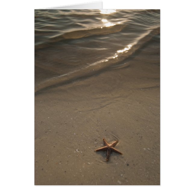 Starfish (Vorne)