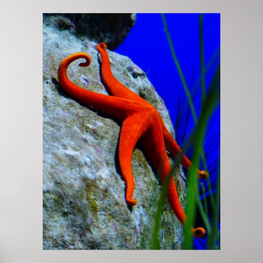 Starfish-452926 BRIGHT RED STARFISH FOTOGRAPHIE Poster (Vorne)
