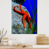 Starfish-452926 BRIGHT RED STARFISH FOTOGRAPHIE Poster (Küche)