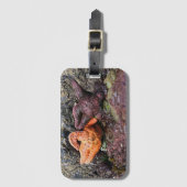 Starfish am Bob Creek, OR Gepäckanhänger (Vorderseite Vertikal)