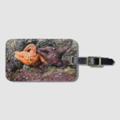 Starfish am Bob Creek, OR Gepäckanhänger (Vorderseite (Horizontal))