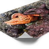 Starfish am Bob Creek, OR Poster (Ecke)