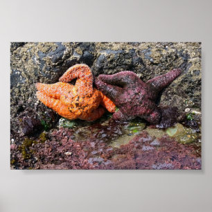 Starfish am Bob Creek, OR Poster