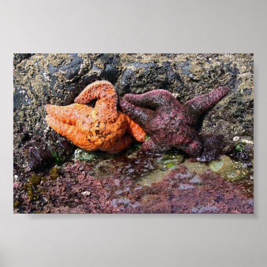 Starfish am Bob Creek, OR Poster (Vorne)
