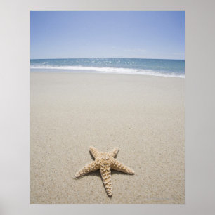 Starfish am Strand am Atlantik Poster