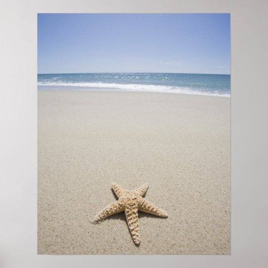 Starfish am Strand am Atlantik Poster (Vorne)