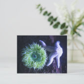 Starfish & Anemone Postkarte (Stehend Vorderseite)