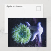 Starfish & Anemone Postkarte (Vorne/Hinten)