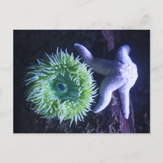 Starfish & Anemone Postkarte (Vorderseite)