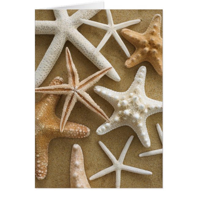 Starfish auf dem Sand (Vorne)