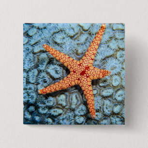Starfish auf einer Koralle mit Polips Button