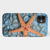 Starfish auf einer Koralle mit Polips Case-Mate iPhone Hülle (Rückseite (Horizontal))