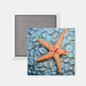 Starfish auf einer Koralle mit Polips Magnet (Vorderseite/Rückseite)