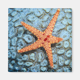 Starfish auf einer Koralle mit Polips Magnet
