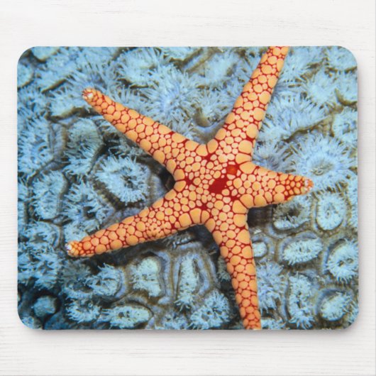 Starfish auf einer Koralle mit Polips Mousepad (Vorne)