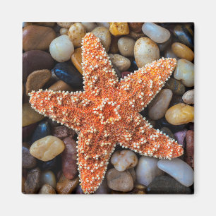 Starfish auf Felsen Magnet