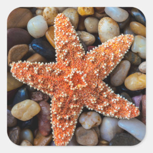 Starfish auf Felsen Quadratischer Aufkleber