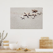 Starfish auf Sand Poster (Küche)