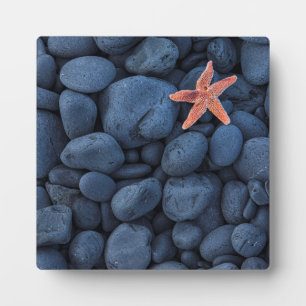 Starfish auf schwarzen Felsen entlang der Küste    Fotoplatte
